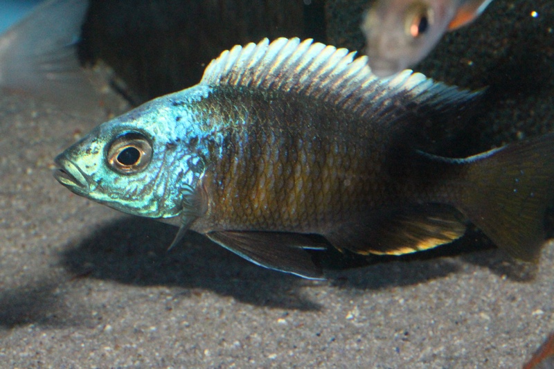 Otopharynx tetraspilus